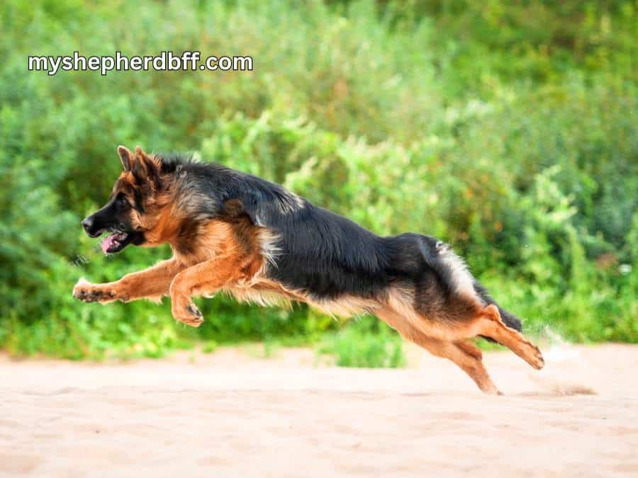 Why Is My German Shepherd So Hyper? 10 Tips To Calm Them