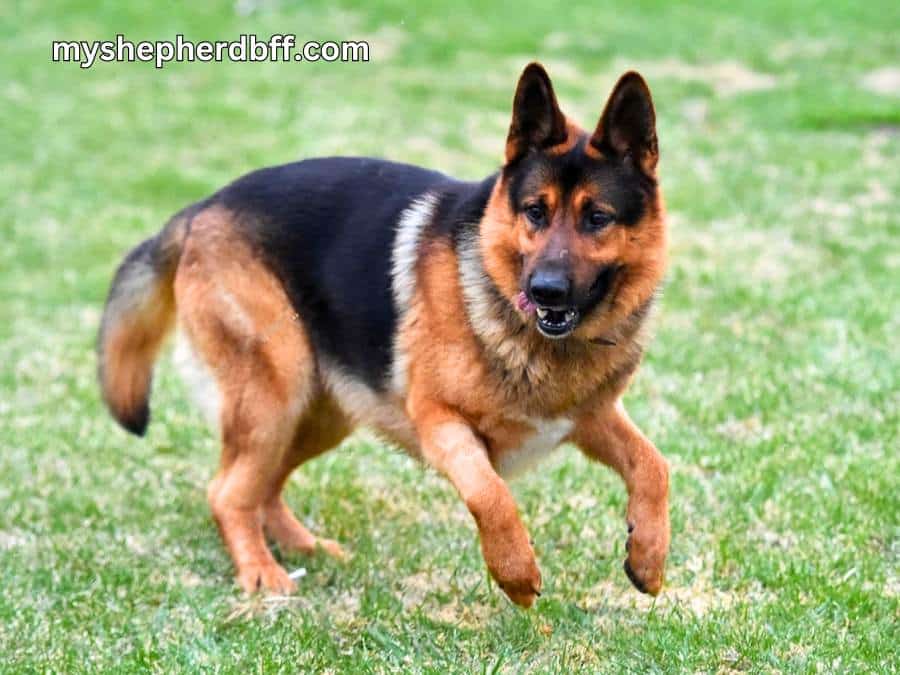 Why Is My German Shepherd So Hyper? 10 Tips To Calm Them
