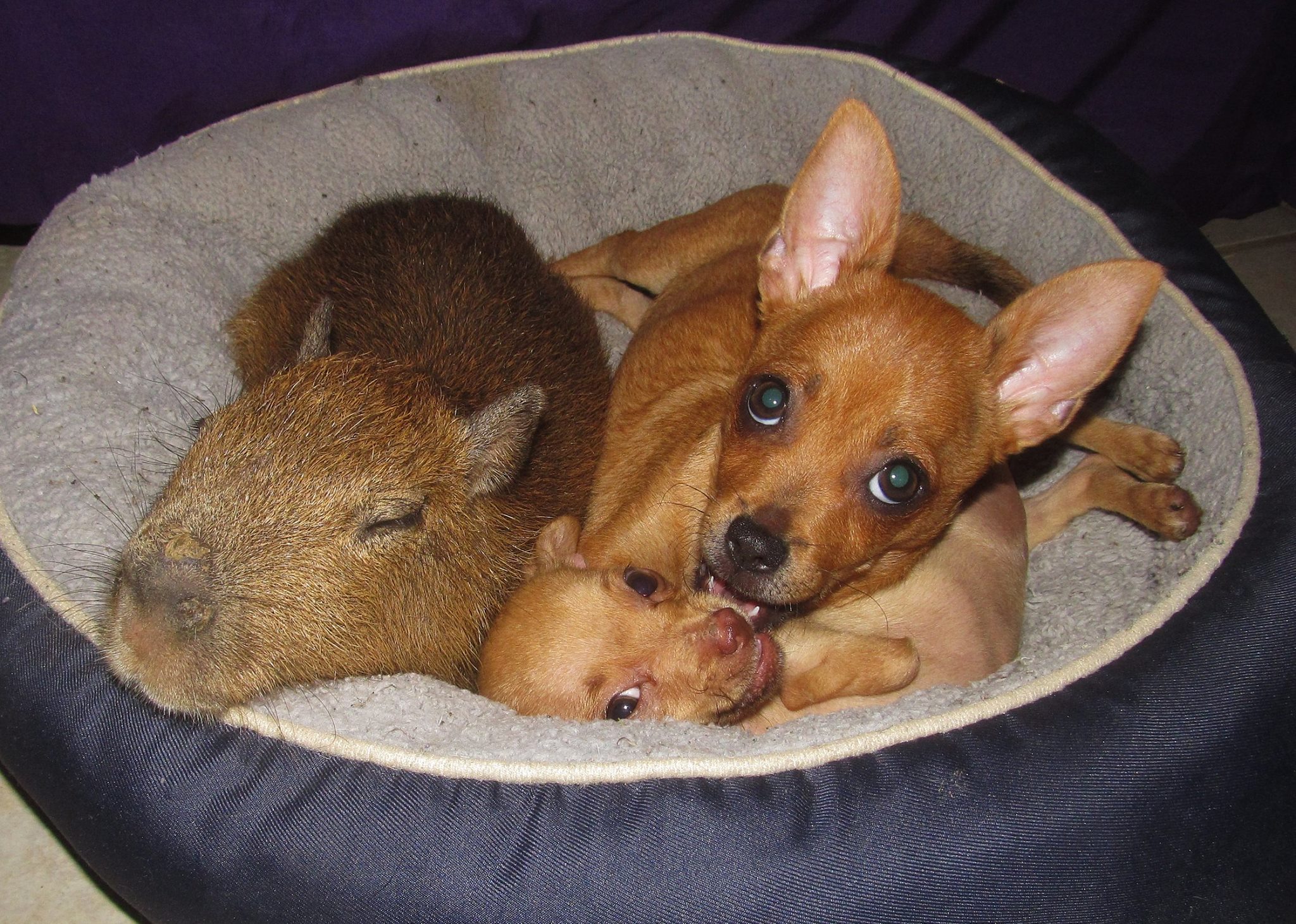 Small Dogs Get New Hope At Rescue Sanctuary