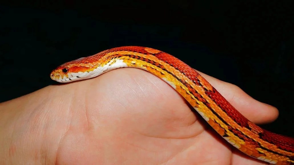 Corn Snake Vs King Snake (Which Makes The Better Pet?)