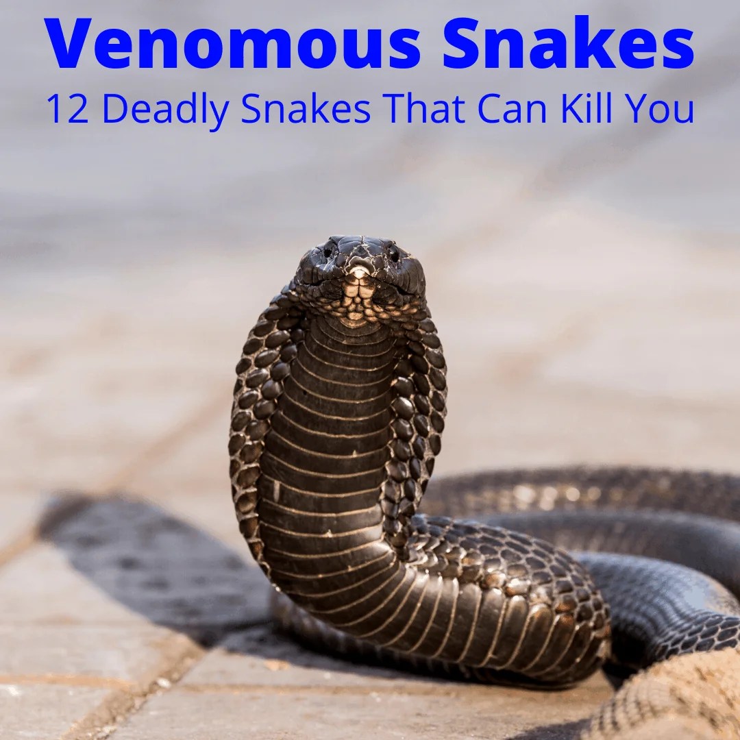 Venomous Snakes 13 Venomous Snakes That Can Kill You (2022)
