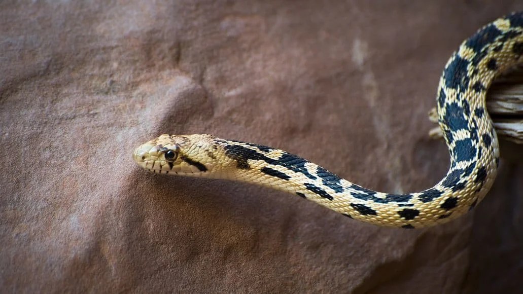 When Is Mating Season For Snakes? (And Why It's Important)