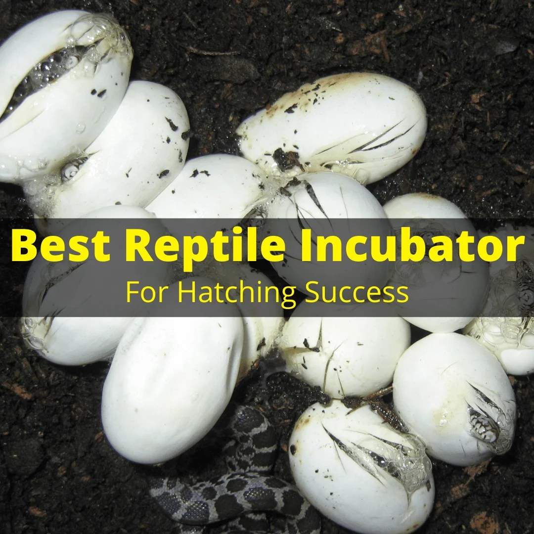 Best Reptile Incubator For Hatching Success