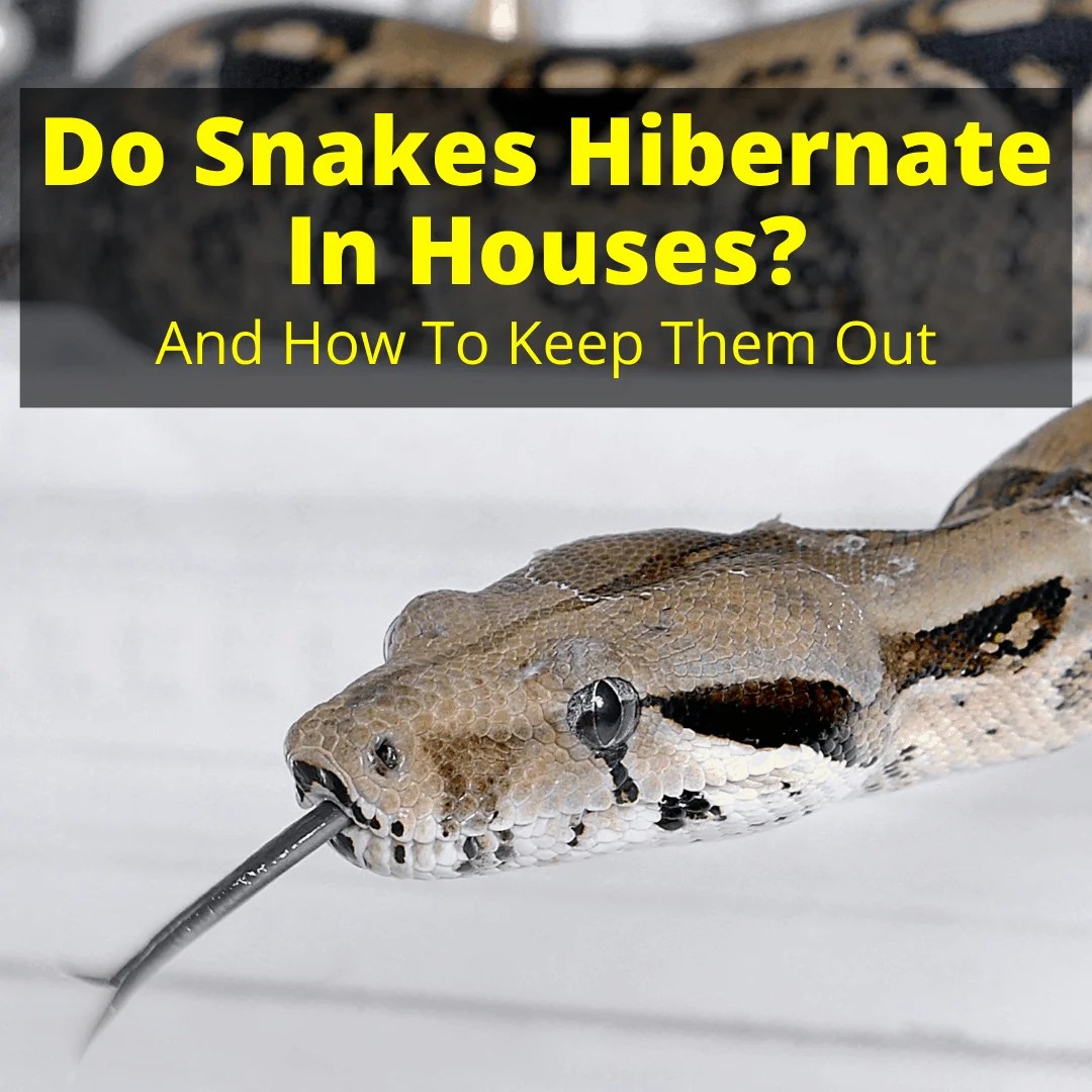Do Snakes Hibernate In Houses? (And How To Keep Them Out)