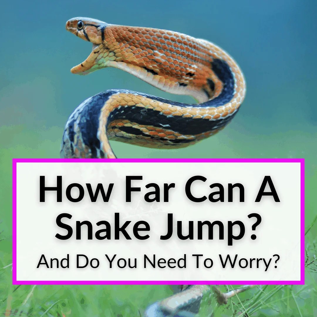 How Far Can A Snake Jump? (And Do You Need To Worry?)