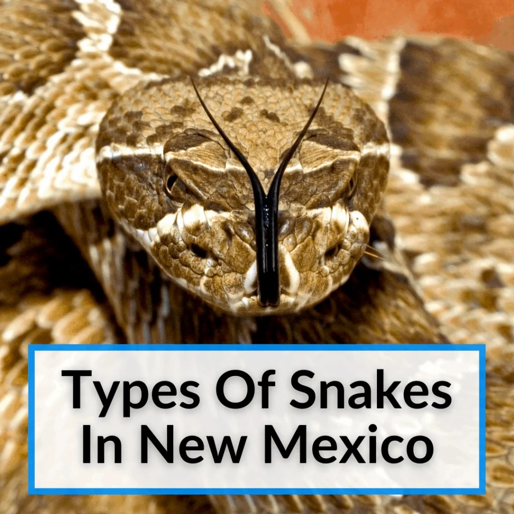 Types Of Snakes In New Mexico (The Most Dangerous Is No Surprise)