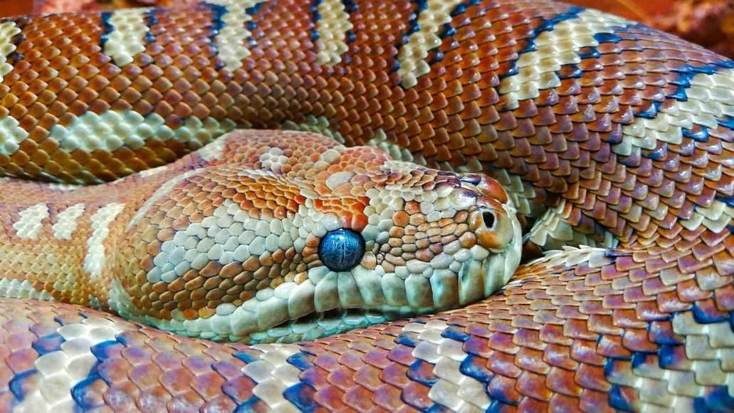 Do Snakes Sleep With Their Eyes Open? (Snake Eyes Are Fascinating!)