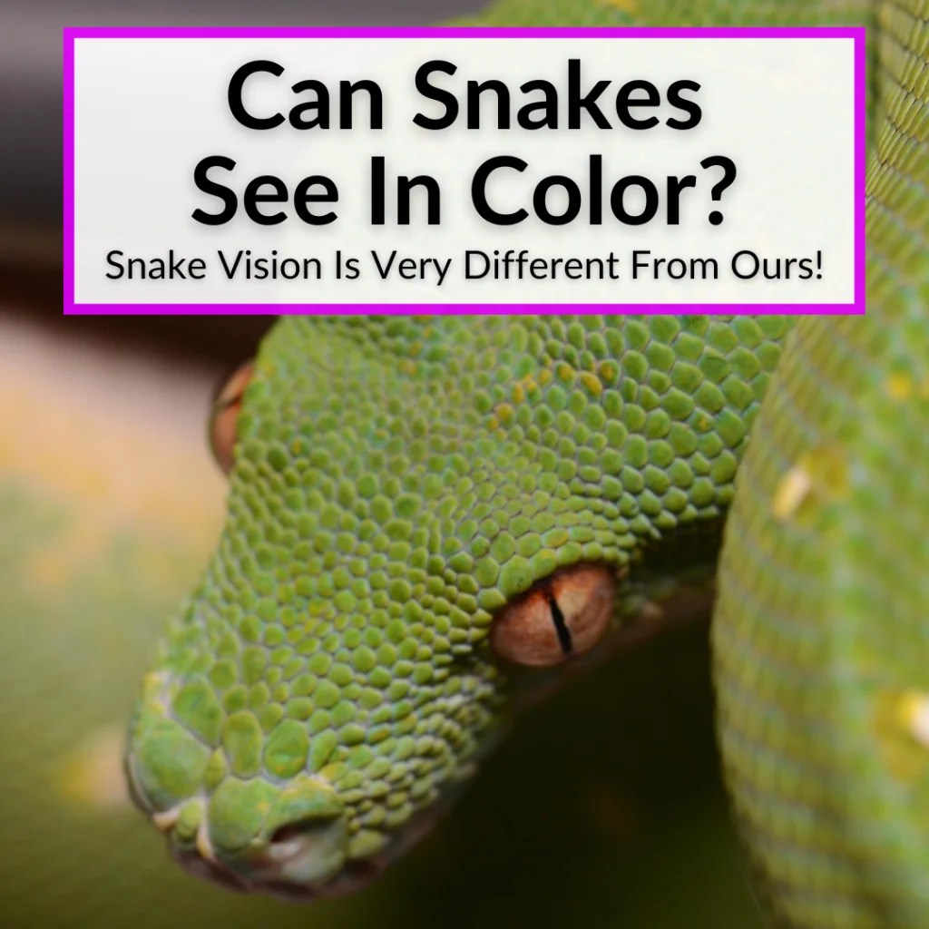 Can Snakes See In Color? (Snake Vision Is Very Different!)