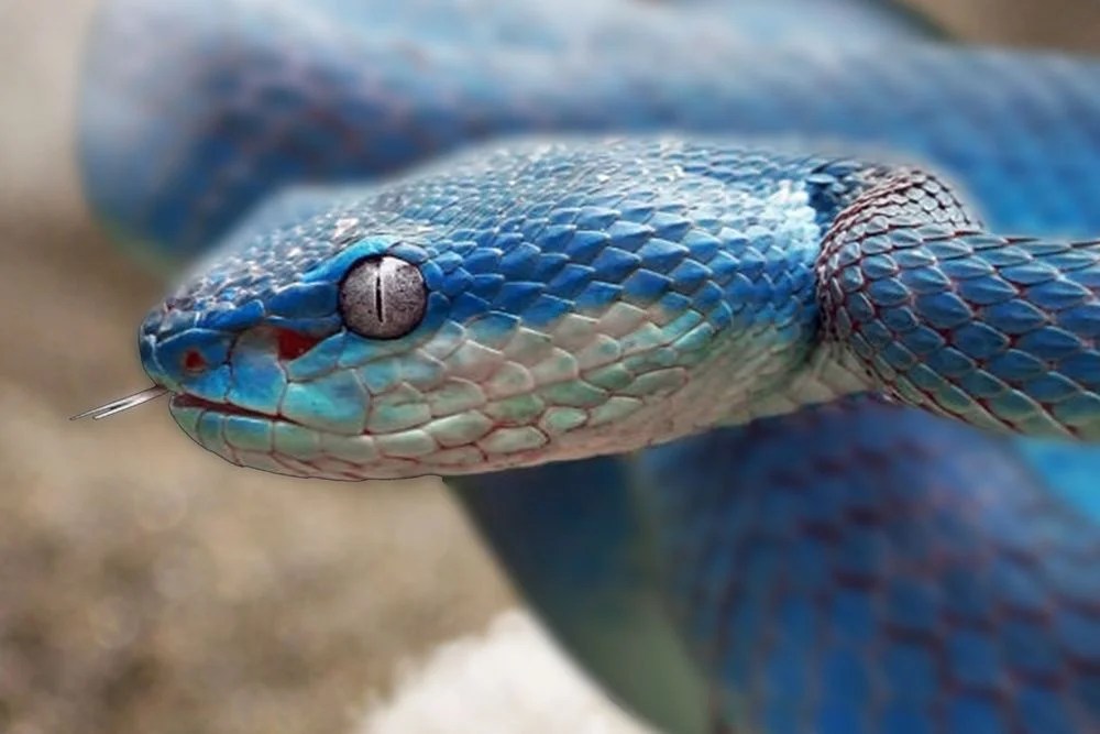 Can Snakes See In Color? (Snake Vision Is Very Different!)