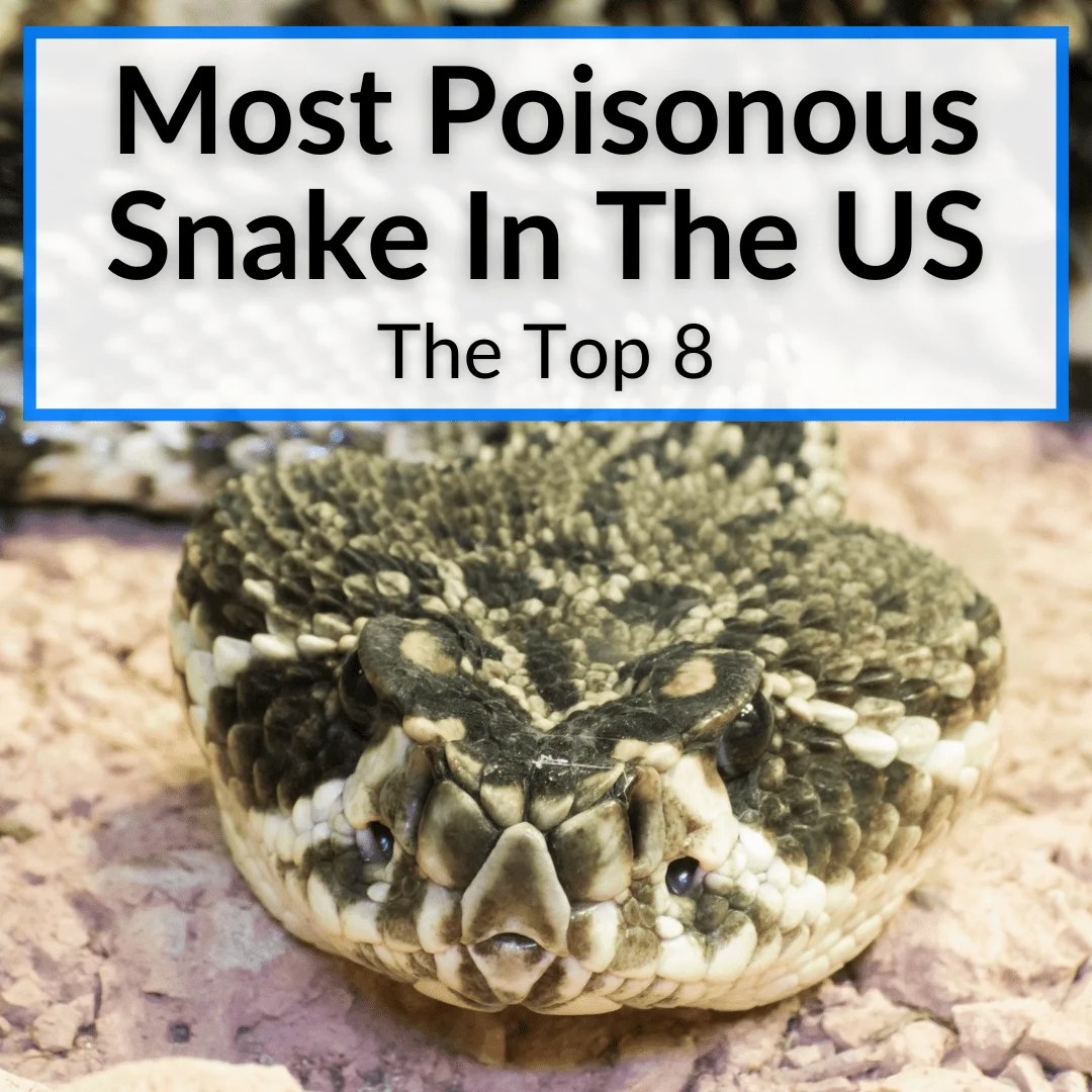 Most Poisonous Snake In The US (The Top 8)