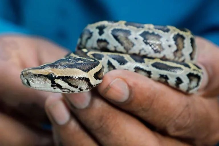Boa Constrictor Vs Python (Differences Explained)