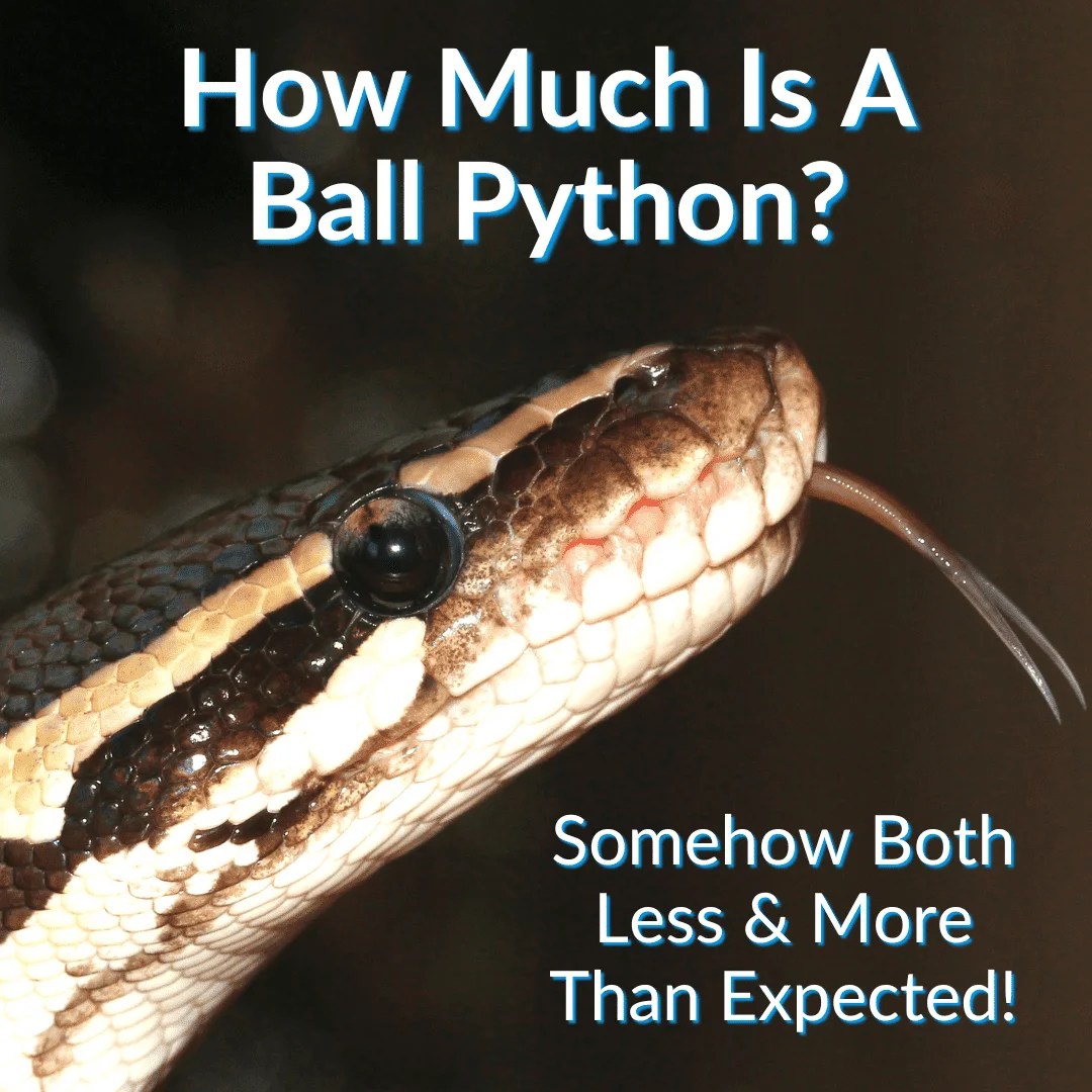 How Much Is A Ball Python? (Somehow Both Less & More Than Expected!)