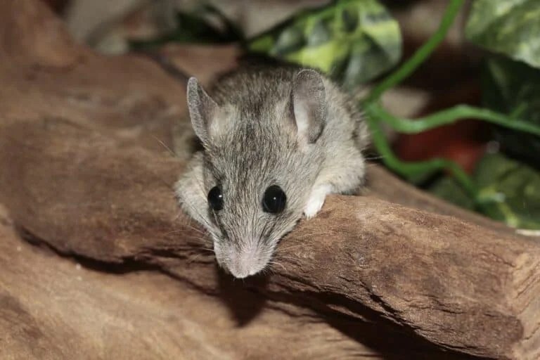 Where To Buy Live Mice For Snakes? (Your Best Options)