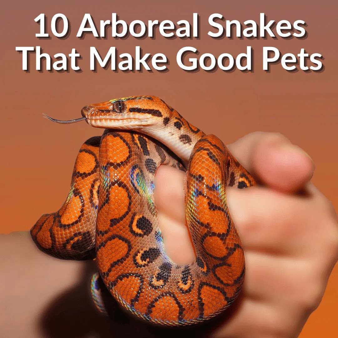 10 Arboreal Snakes That Make Good Pets