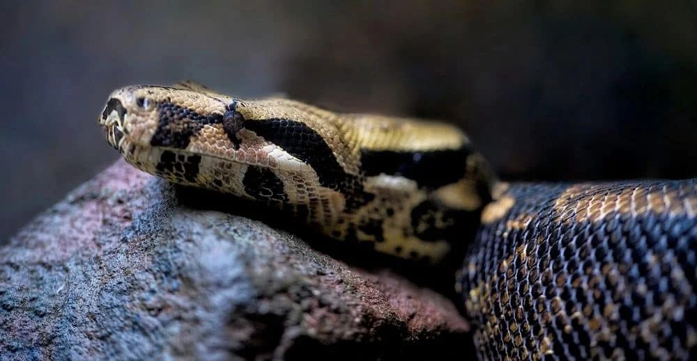 Best Pet Boas (Learn Why These 8 Boas Make Great Pets)