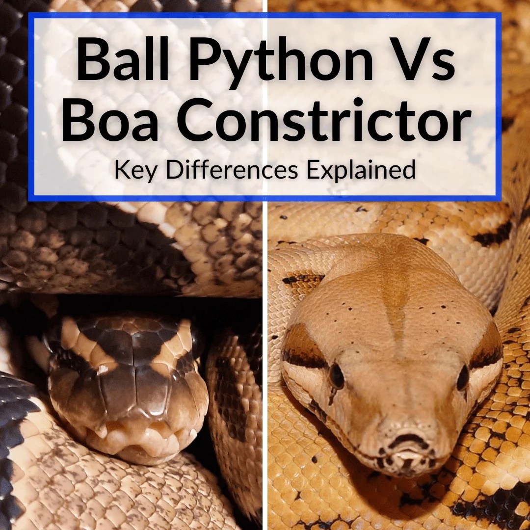 Ball Python Vs Boa Constrictor (Key Differences Explained)