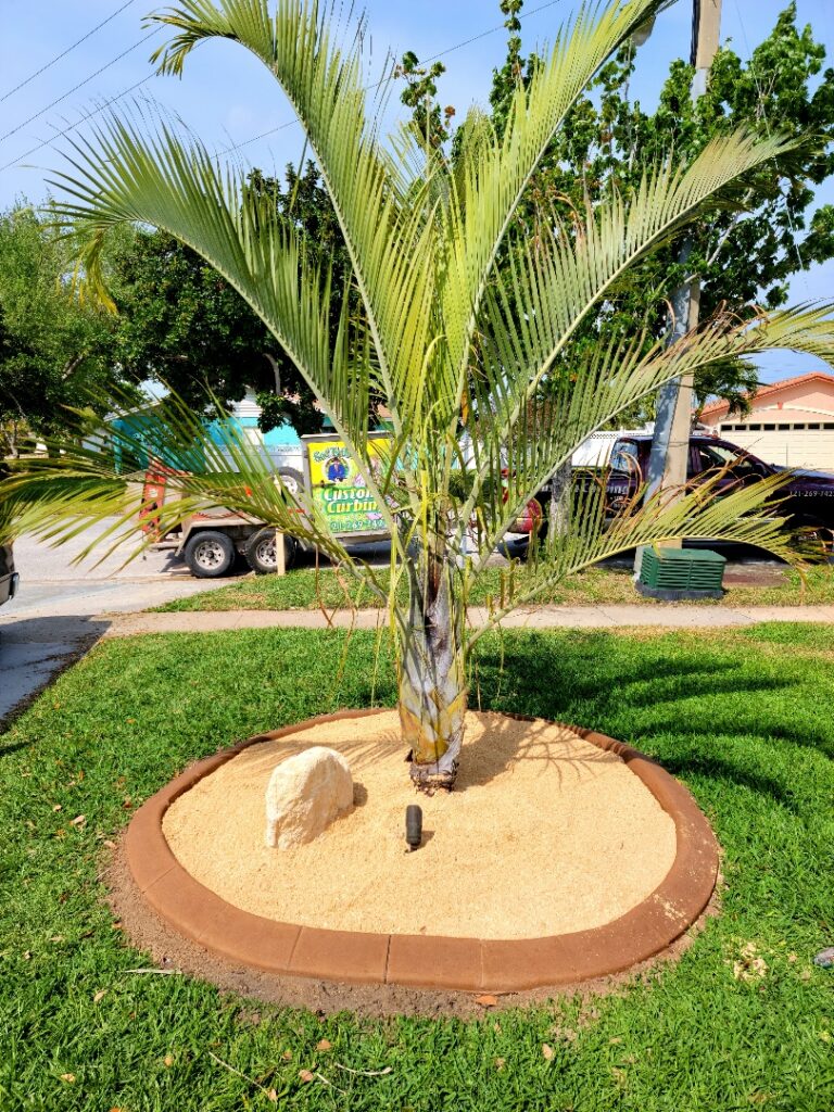 Crushed Coquina The Sodfather