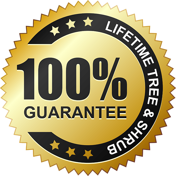 lifetimeguarantee Mysoftwarekeys Windows 10 Product keys