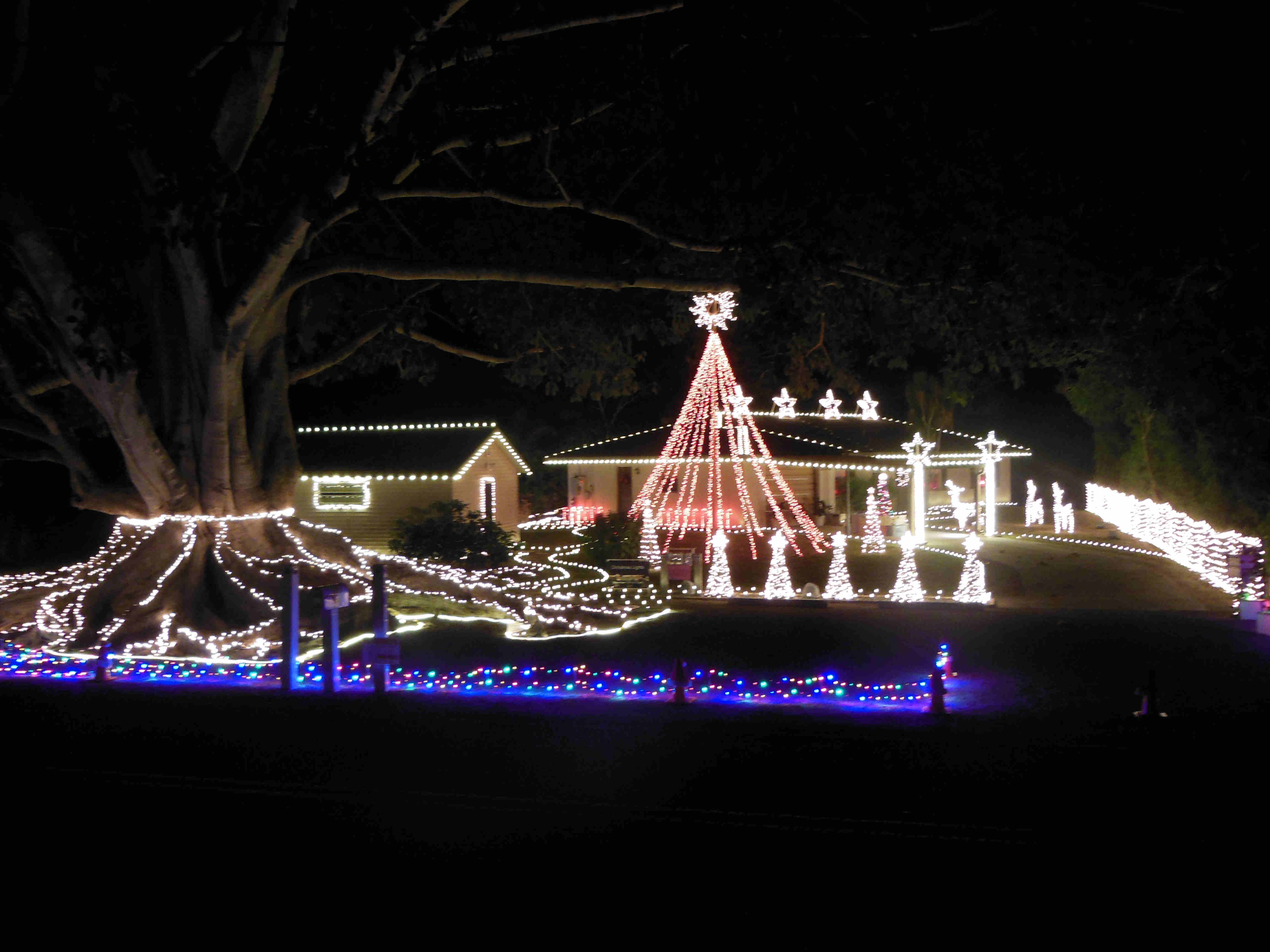 Smith'S Christmas Lights At Top Of The Hill Mysore Fig Tree Home