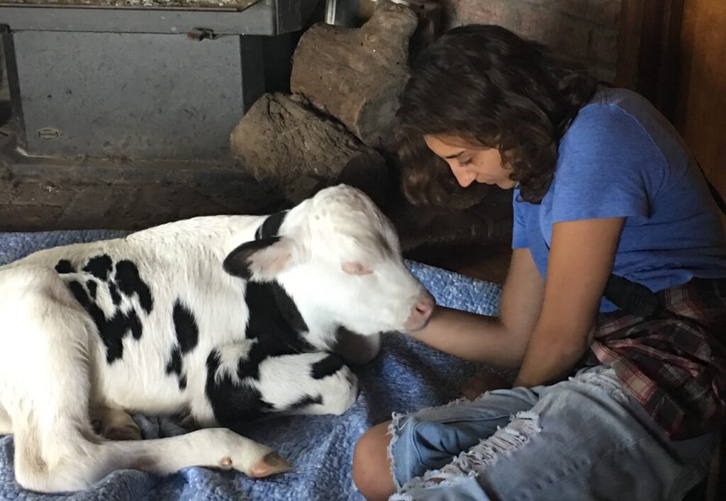 My Speckled Calf Rescue Adopt