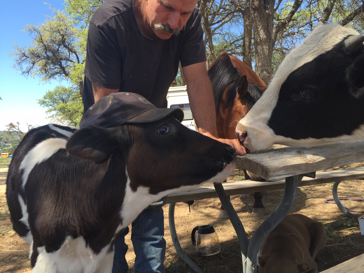 My Speckled Calf Rescue Adopt