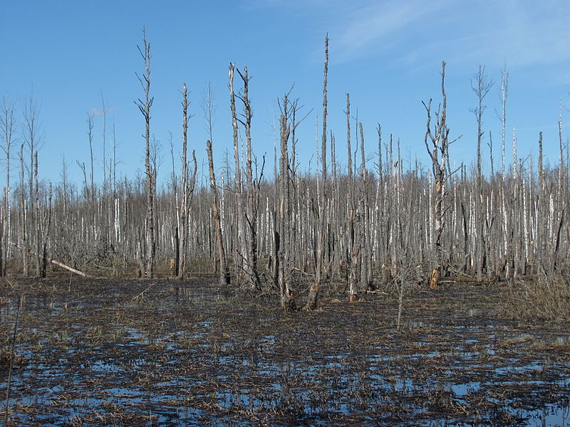 Forrest Fenn, Home of Brown, and the Grail Legend Mysterious Writings