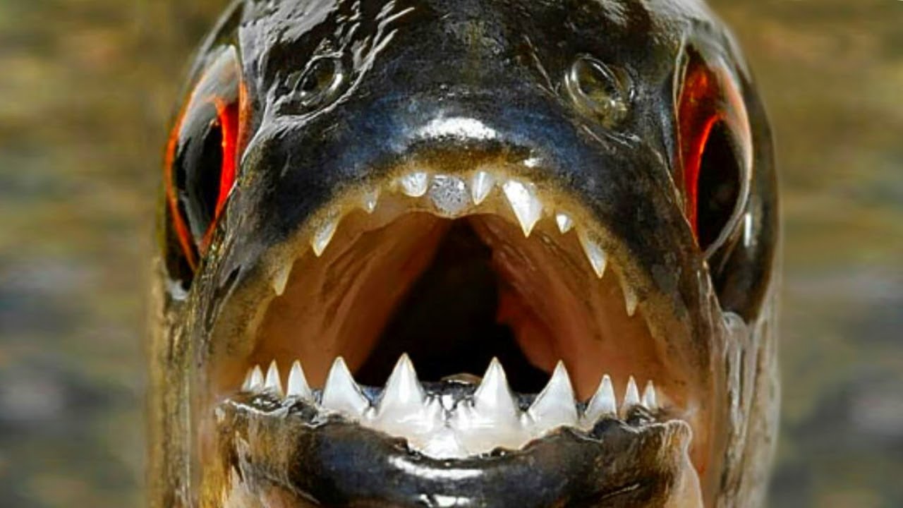 要注意！ヒトにとって危険な魚 トップ6！