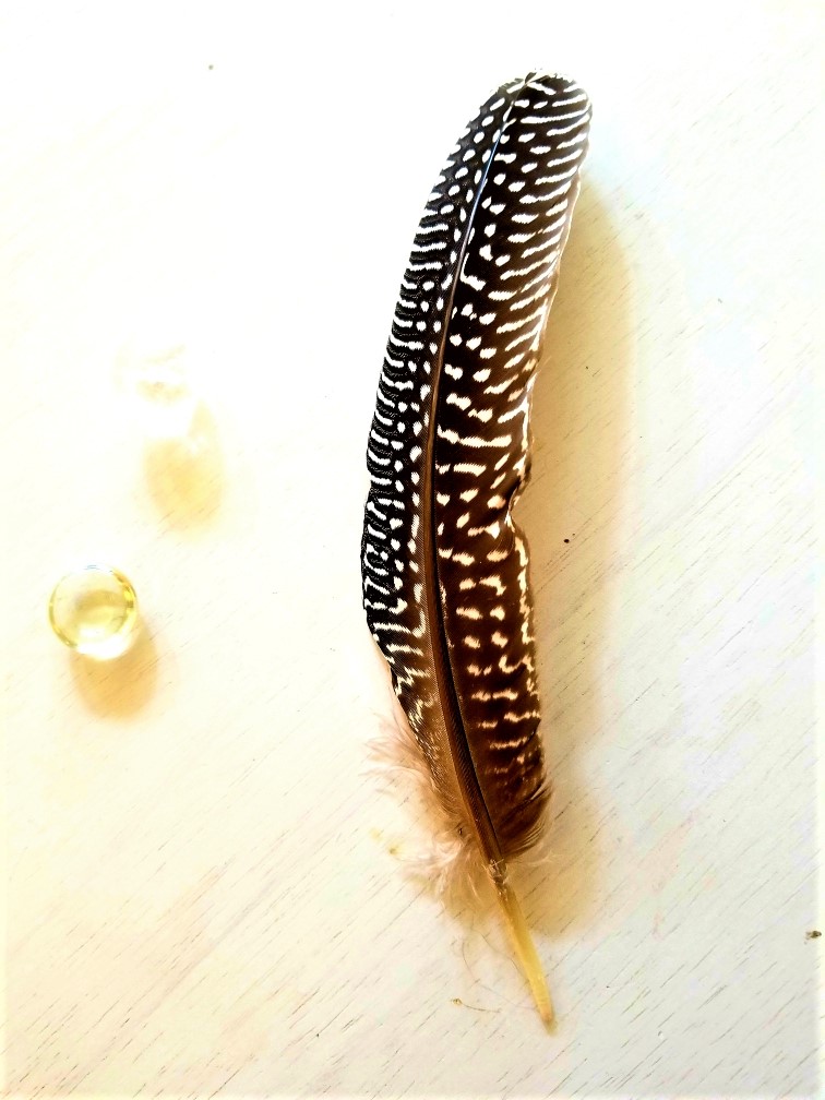 Quail Feather for Smudging