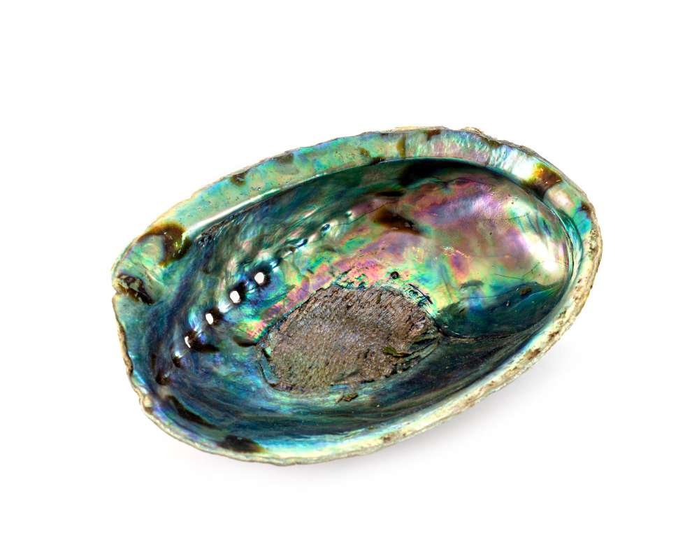 Abalone Meaning & Healing Properties