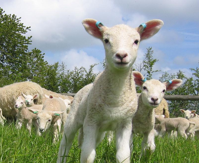 Live Lambing at Reaseheath Zoo My Storage Pod