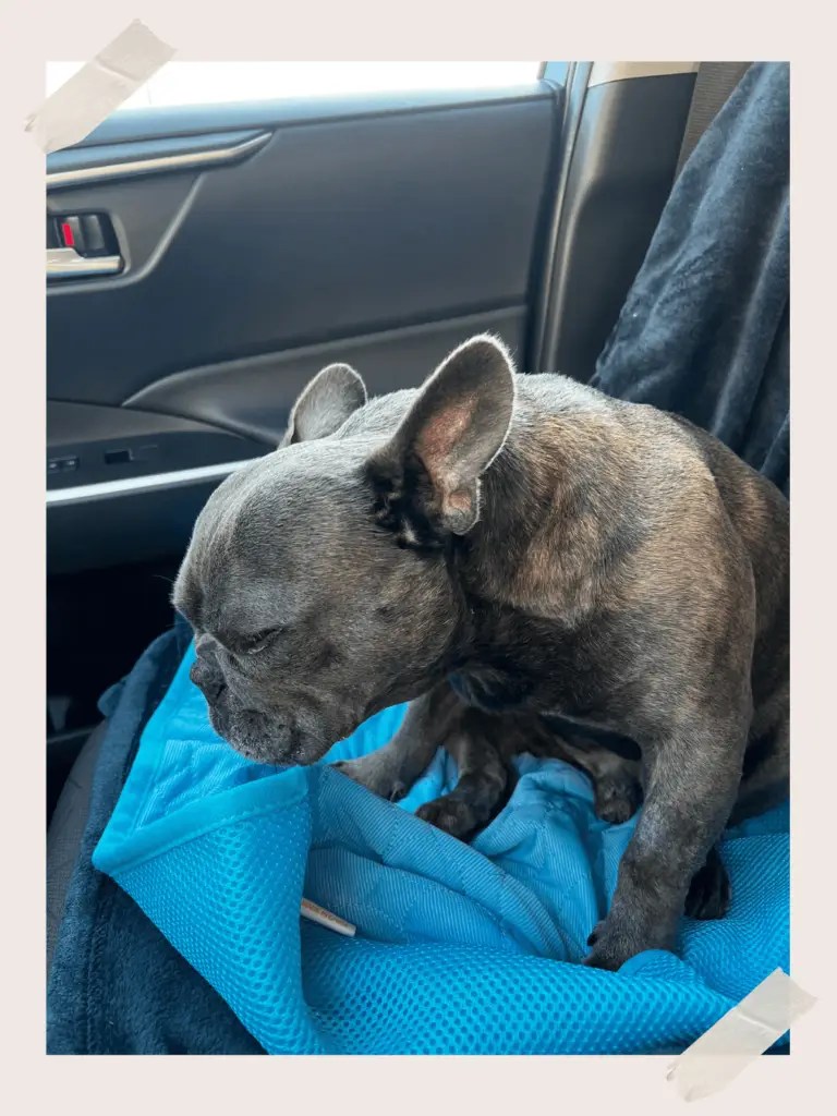 Chapo's Near Death With Heat Stroke My Storied Journeys