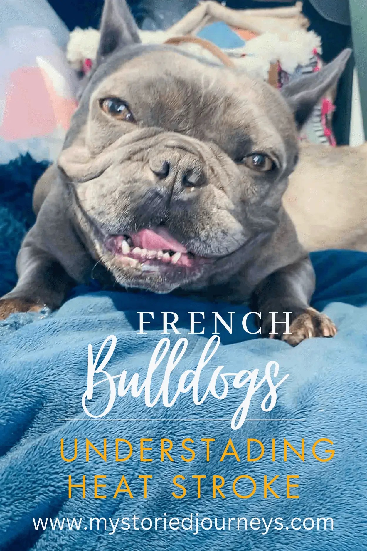 Heat Stroke and French Bulldogs My Storied Journeys