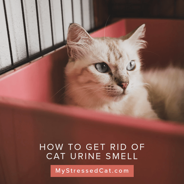 How To Get Rid Of Cat Urine Smell In Carpet at Christopher Mcintyre blog