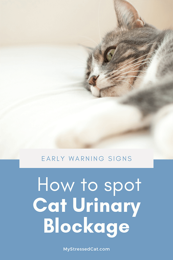 Crystals in Cat Urine How to Spot Early Warning Signs