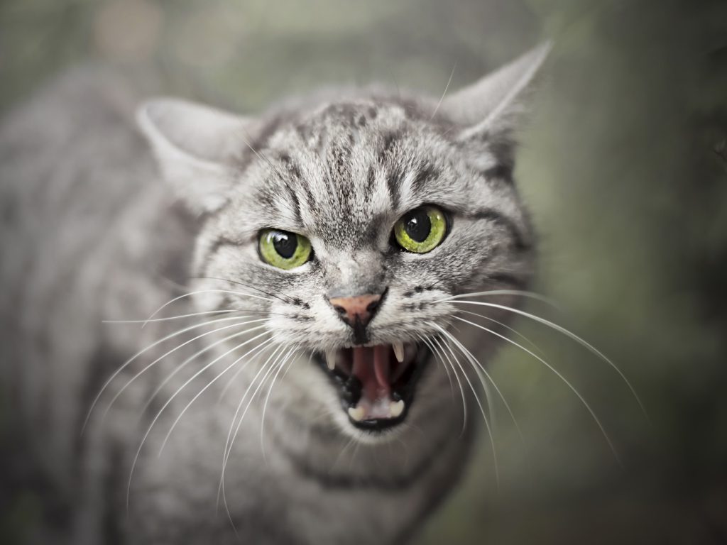 Dream About Aggressive Cats