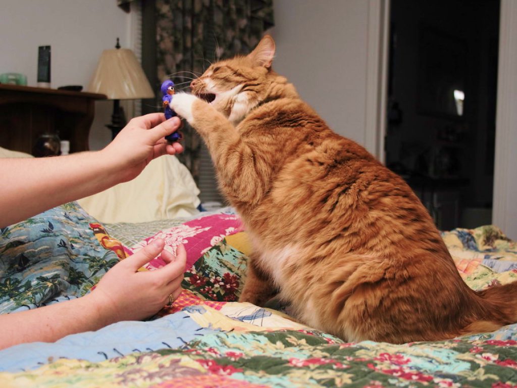 Dream About Cats Attacking