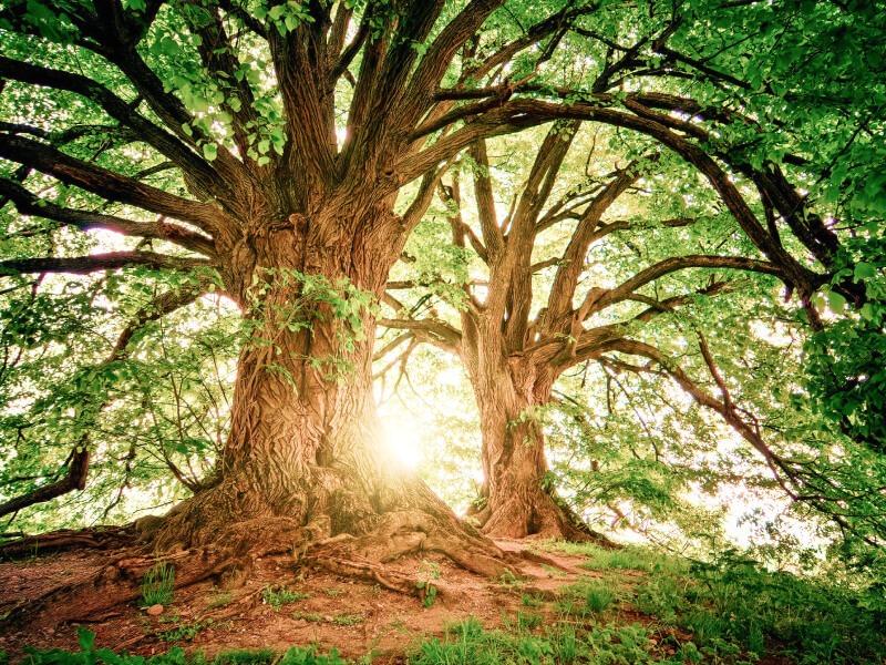 Soñar con Árbol Grande