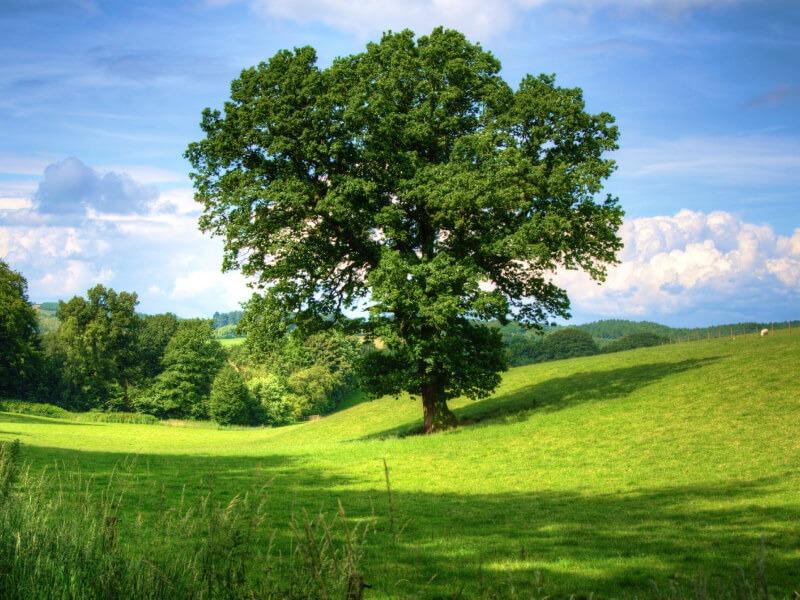 Soñar con Árbol Verdes