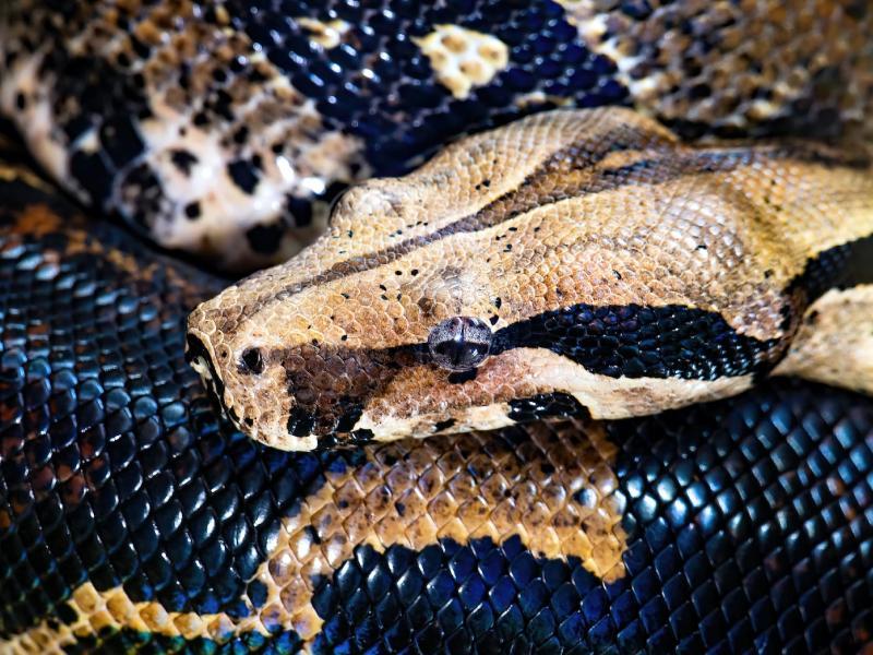 Soñar con Boa Café