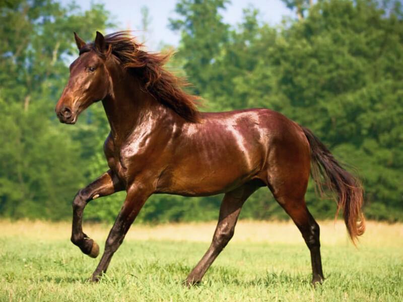 Soñar con Caballo Café