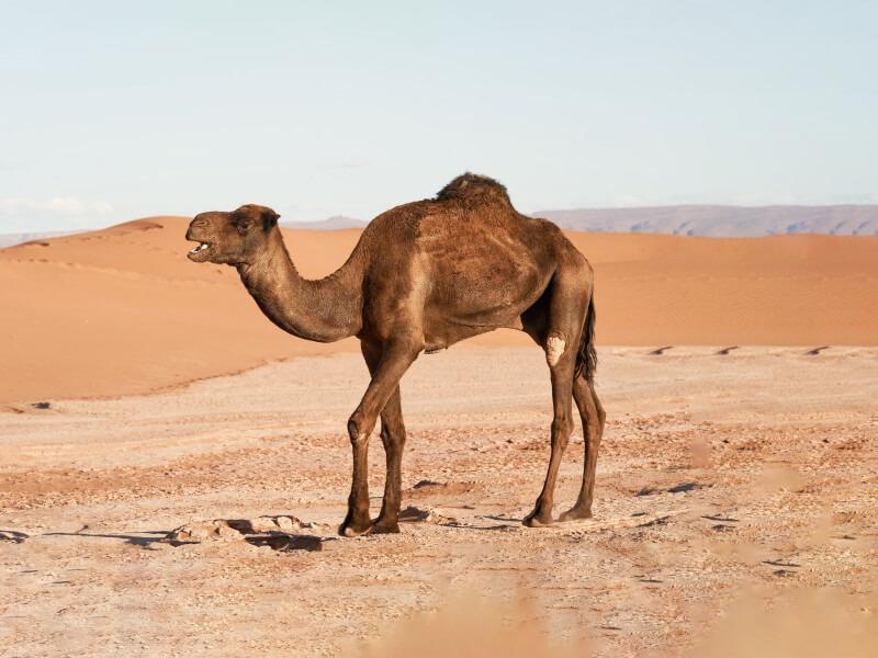 Soñar con Camello Café