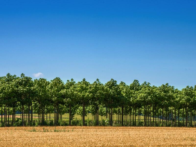 Soñar con Campo de Árboles
