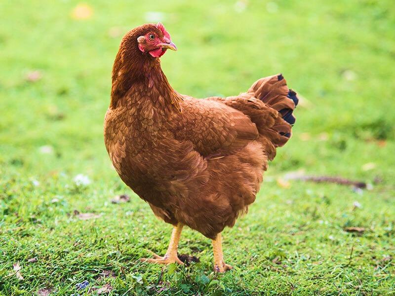 Soñar con Gallina Café