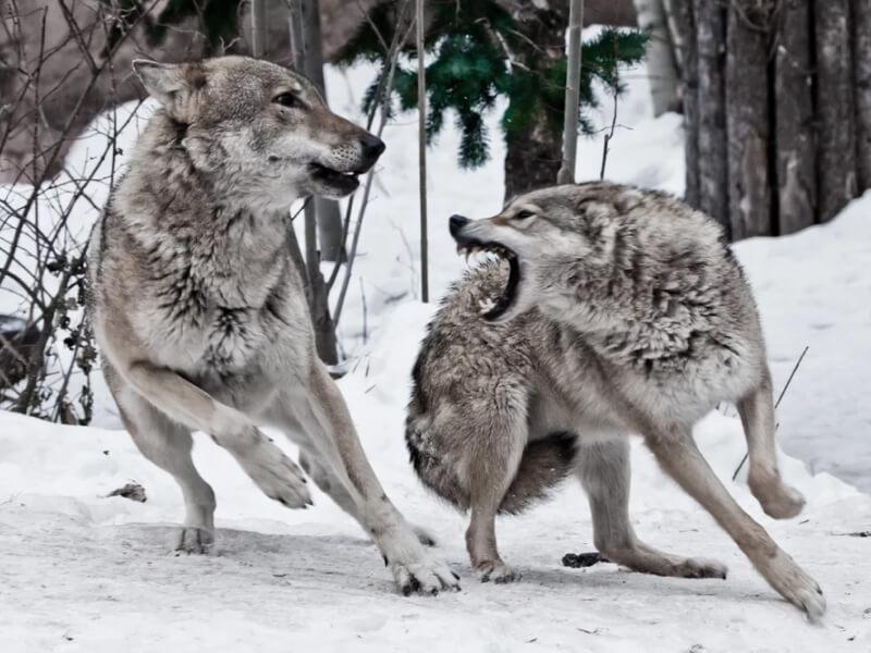 Soñar con Lobos Peleando