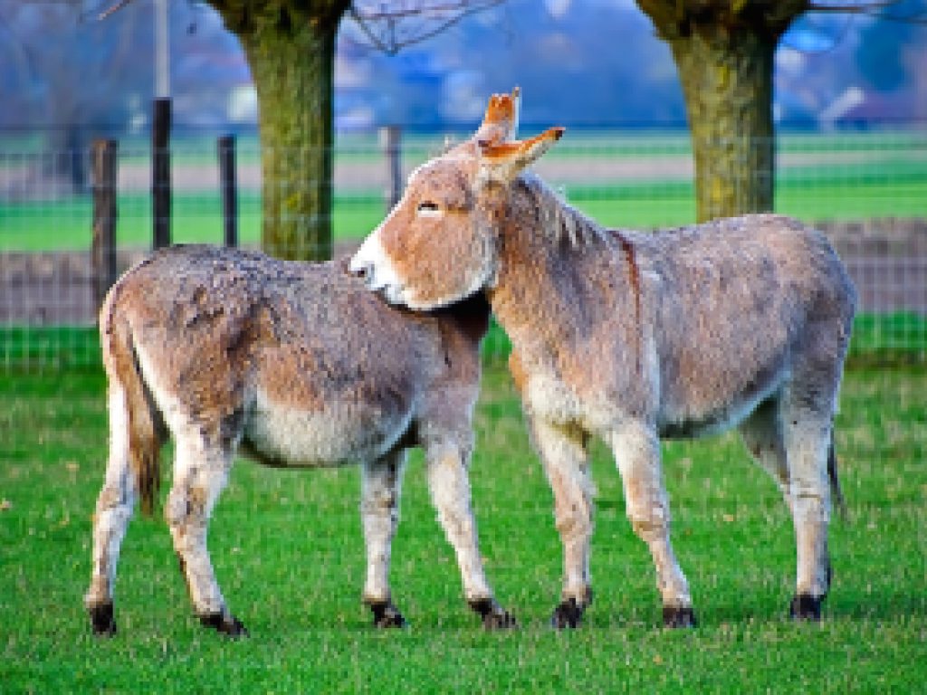 Soñar con Mula Café