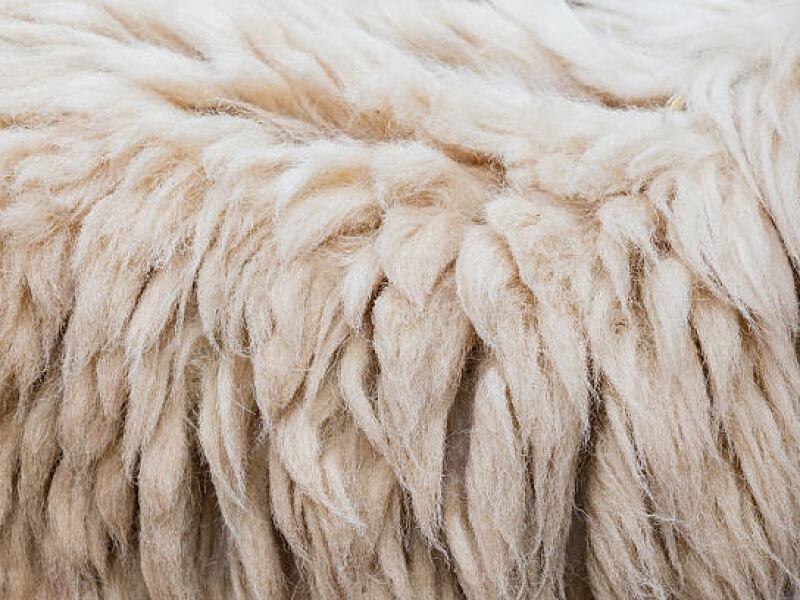 Soñar con Piel de Borrego