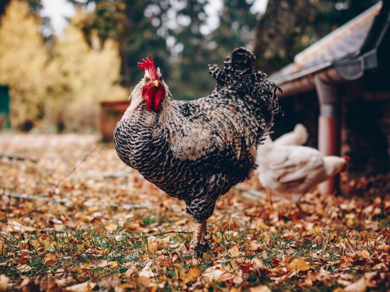 Soñar con Pollos Gigantes