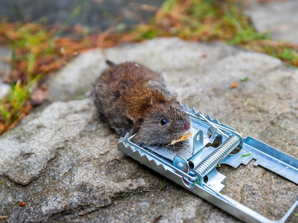 Dream About Trapped Rats