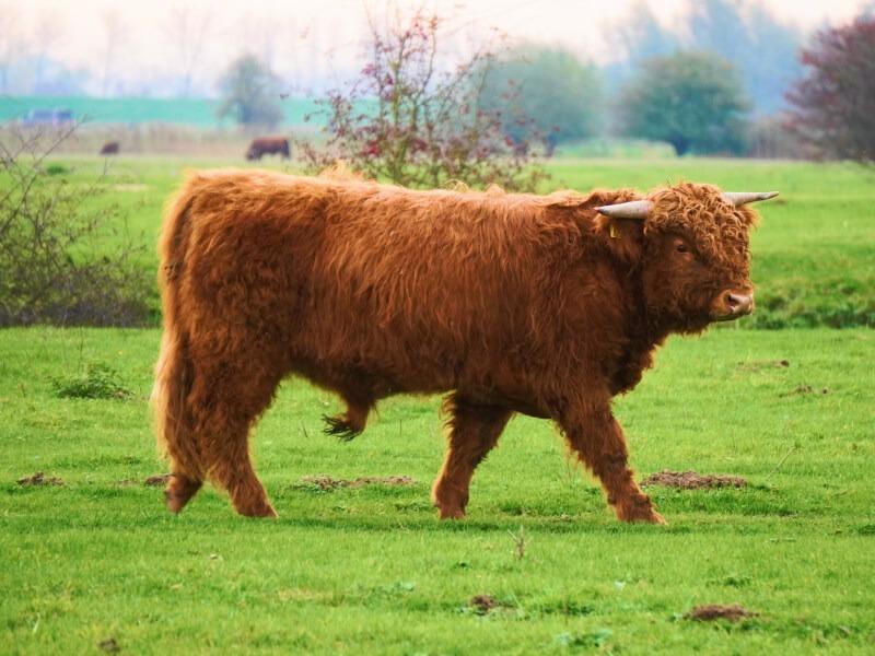 Soñar con Toros Cafés