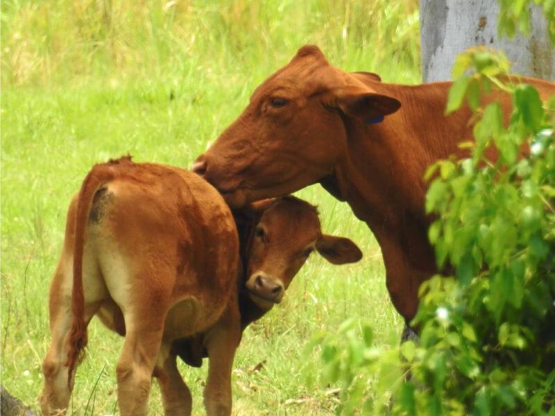 Soñar con Vaca Café